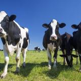 Cows